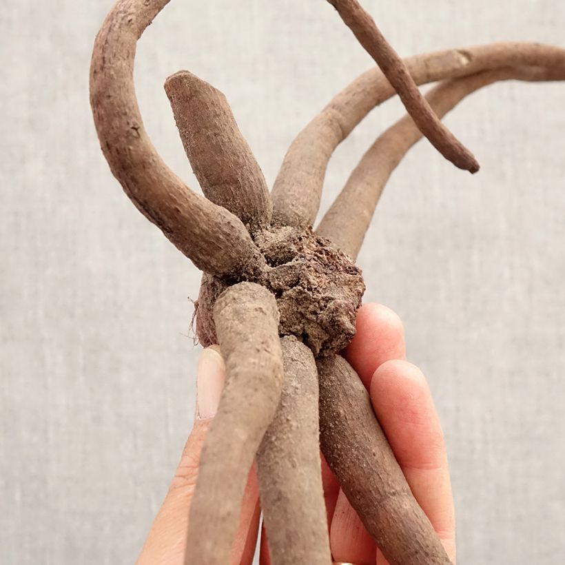 Eremurus White Beauty Favourite - Foxtail Lily Bulb size I sample as delivered in spring