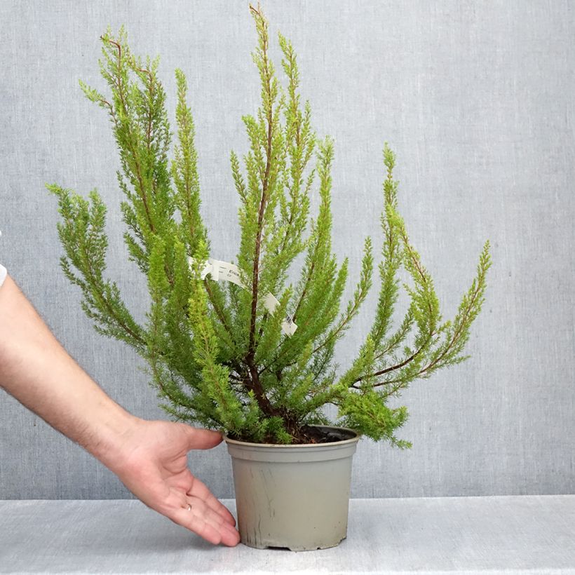 Erica arborea Alpina - Tree Heath 2L/3L pot sample as delivered in autumn