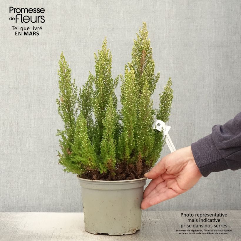 Erica arborea Estrella Gold - Tree Heath 2L/3L pot sample as delivered in spring