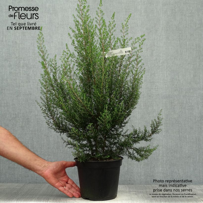 Erica canaliculata - Heath 4L/5L pot sample as delivered in autumn