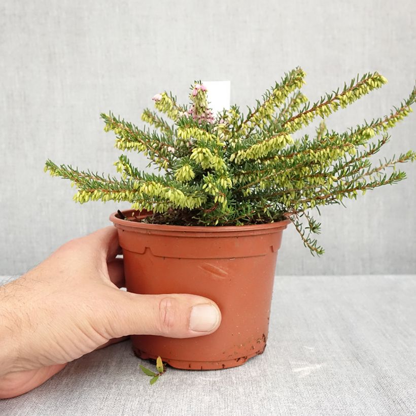 Erica x darleyensis Darley Dale 1L/1.5L pot sample as delivered in autumn