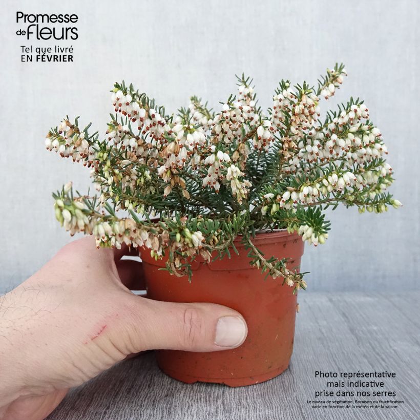 Erica x darleyensis Darley Dale 1L/1.5L pot sample as delivered in winter