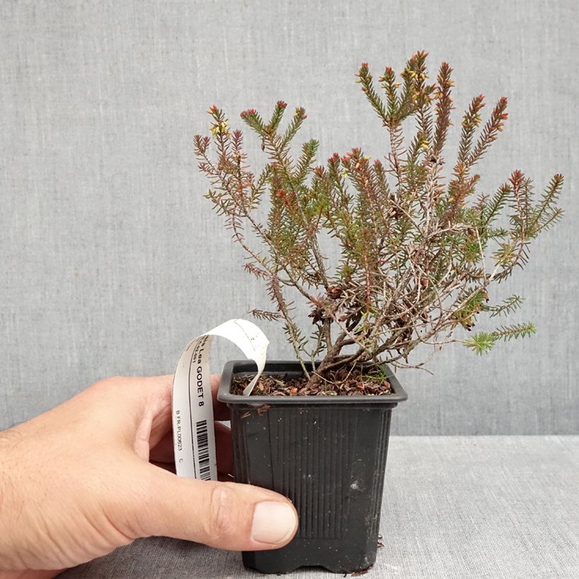 Erica x darleyensis Lea - Winter Heath 8/9 cm pot sample as delivered in autumn