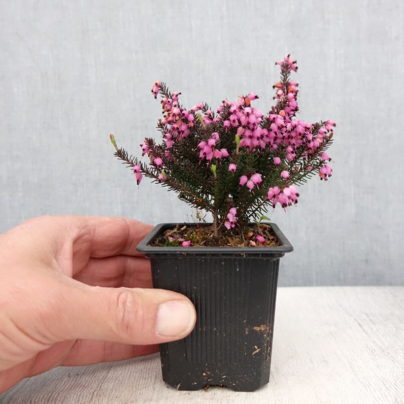 Erica x darleyensis Lea - Winter Heath 8/9 cm pot sample as delivered in spring