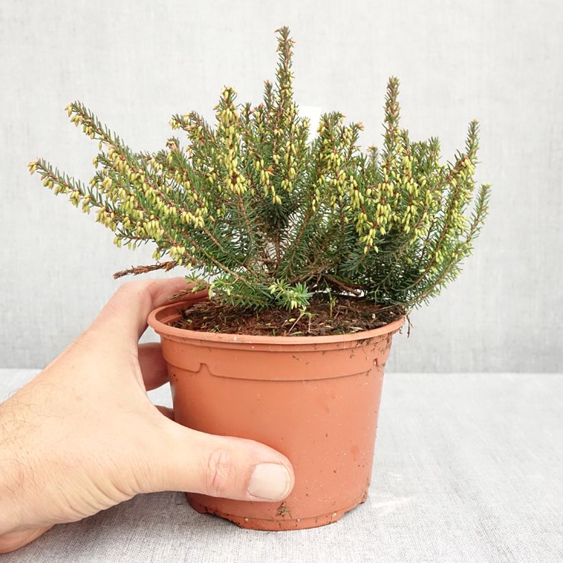 Erica x darleyensis Lea - Winter Heath 1L/1.5L pot sample as delivered in autumn