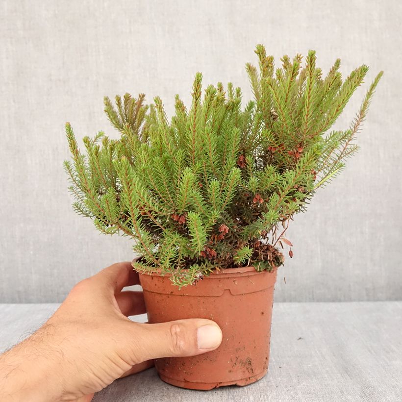 Erica x darleyensis Lea - Winter Heath 1L/1.5L pot sample as delivered in summer