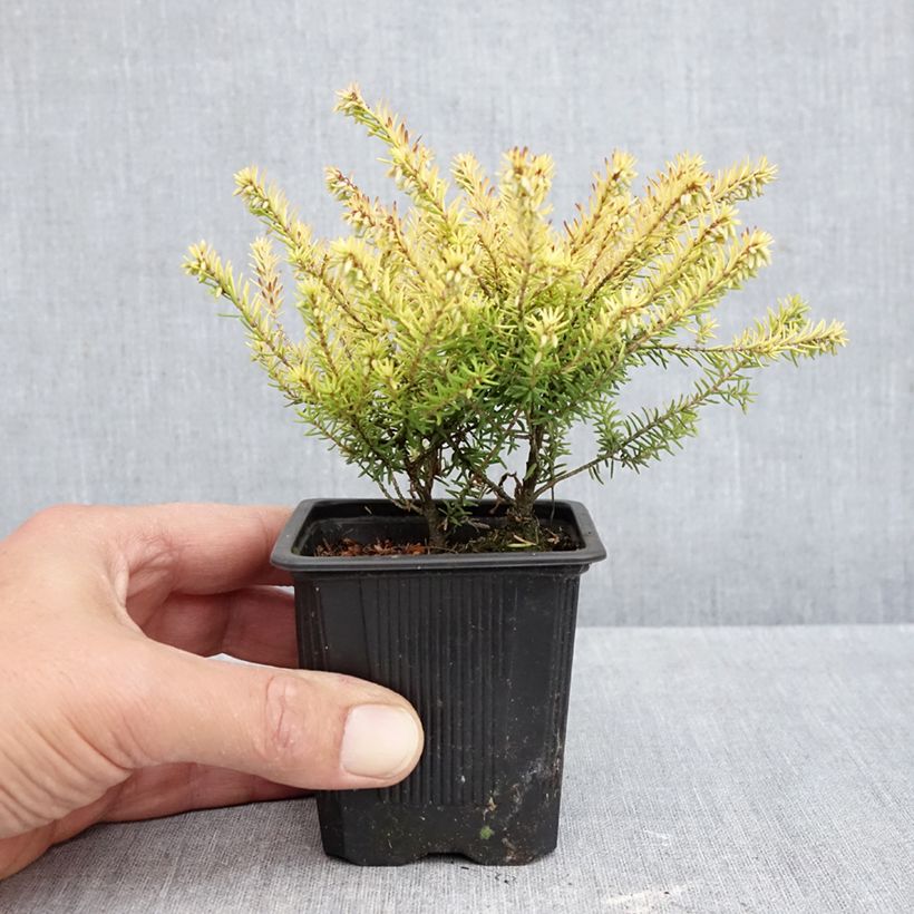 Erica x darleyensis Marie Helen - Winter Heath 8/9 cm pot sample as delivered in autumn