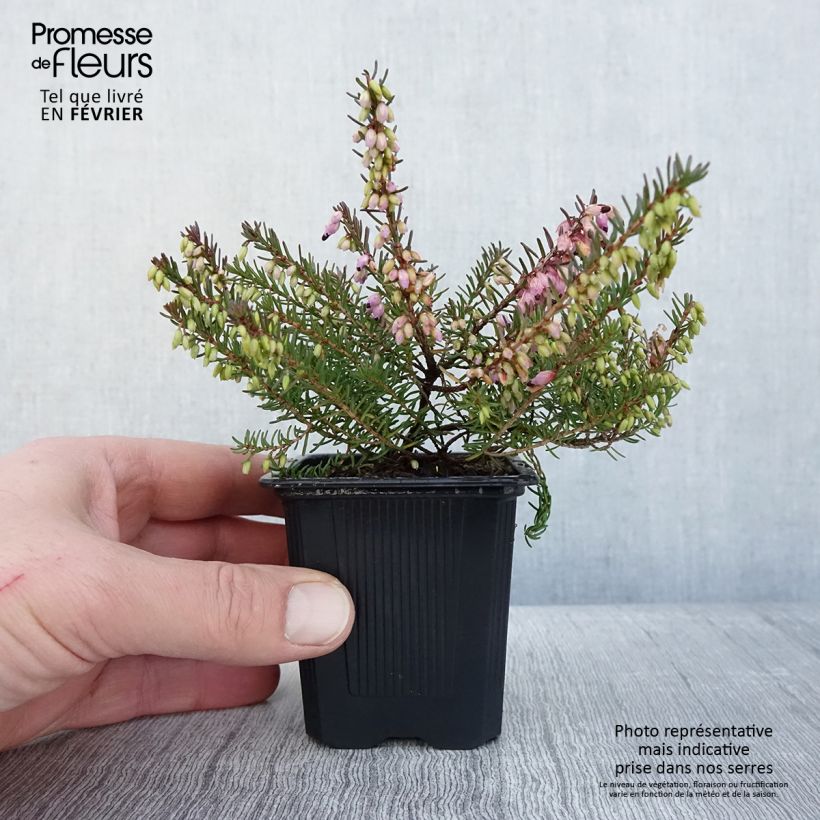 Erica darleyensis Tyann - Winter Heath 8/9 cm pot sample as delivered in winter