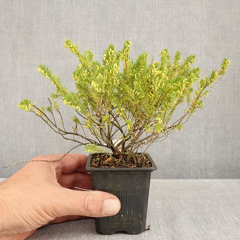 Erica x darleyensis White Glow - Winter Heath 8/9 cm pot sample as delivered in autumn