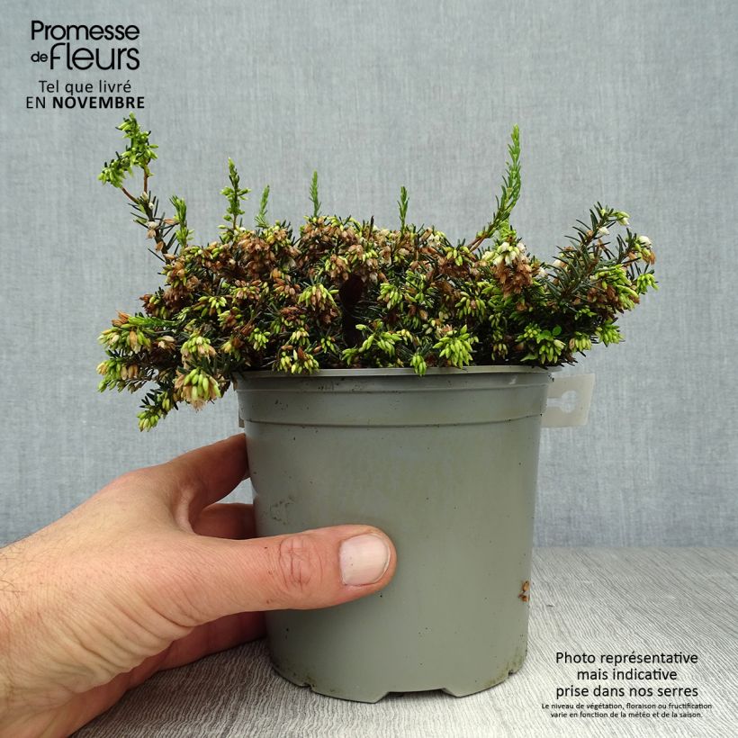 Erica darleyensis White Perfection - Winter Heath 8/9 cm pot sample as delivered in autumn