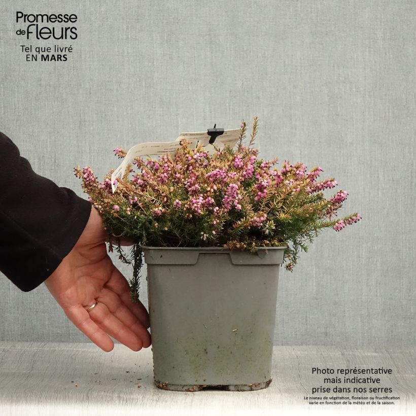 Erica darleyensis Eva Gold - Winter Heath 3L/4L pot sample as delivered in spring