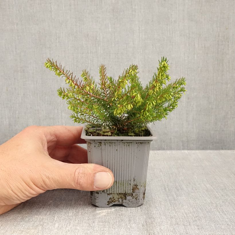 Erica darleyensis Spring Surprise - Winter Heath 8/9 cm pot sample as delivered in autumn