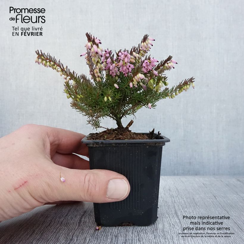 Erica darleyensis Spring Surprise - Winter Heath 8/9 cm pot sample as delivered in winter