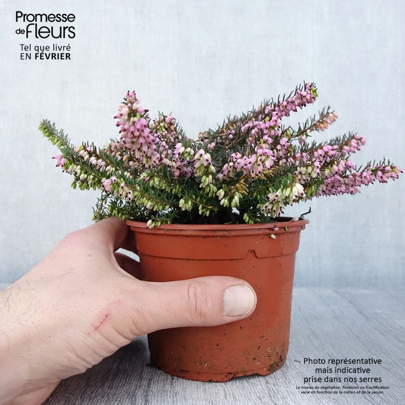 Erica darleyensis Spring Surprise - Winter Heath 1L/1.5L pot sample as delivered in winter