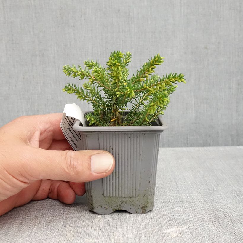 Erica darleyensis Winter Belles Katia - Winter Heath 8/9 cm pot sample as delivered in autumn