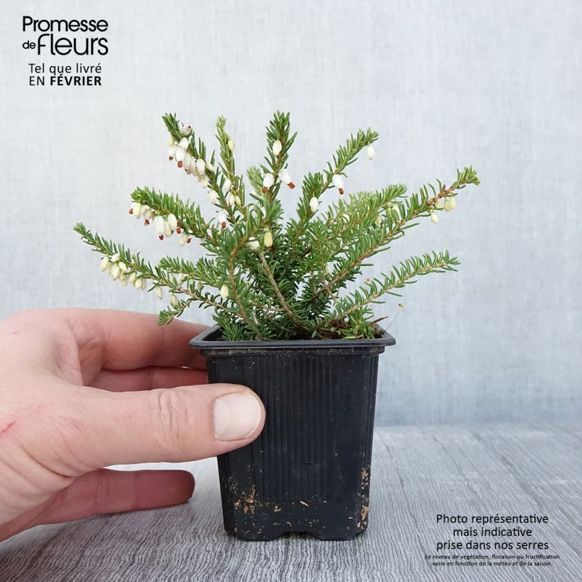 Erica darleyensis Winter Belles Katia - Winter Heath 8/9 cm pot sample as delivered in winter