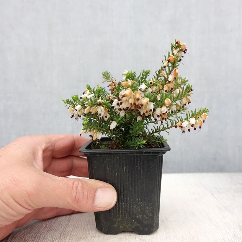 Erica darleyensis Winter Belles Katia - Winter Heath 8/9 cm pot sample as delivered in spring