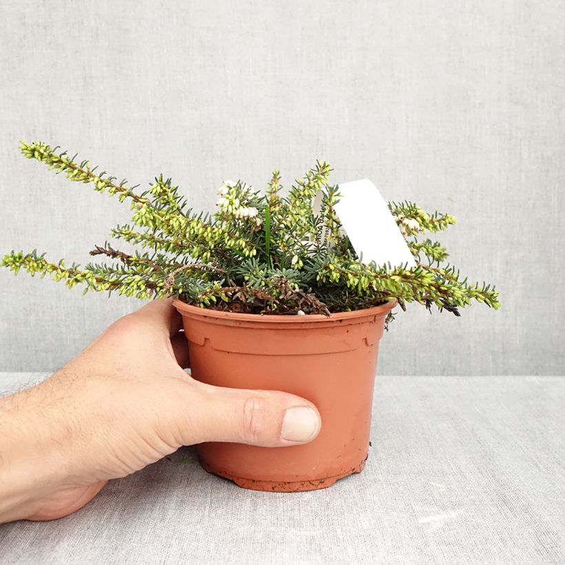 Erica darleyensis Winter Belles Katia - Winter Heath 1L/1.5L pot sample as delivered in autumn