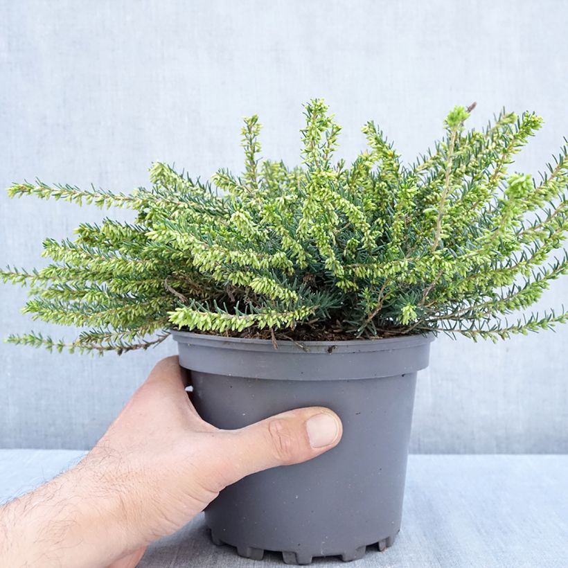 Erica darleyensis Winter Belles Katia - Winter Heath 2L/3L pot sample as delivered in autumn