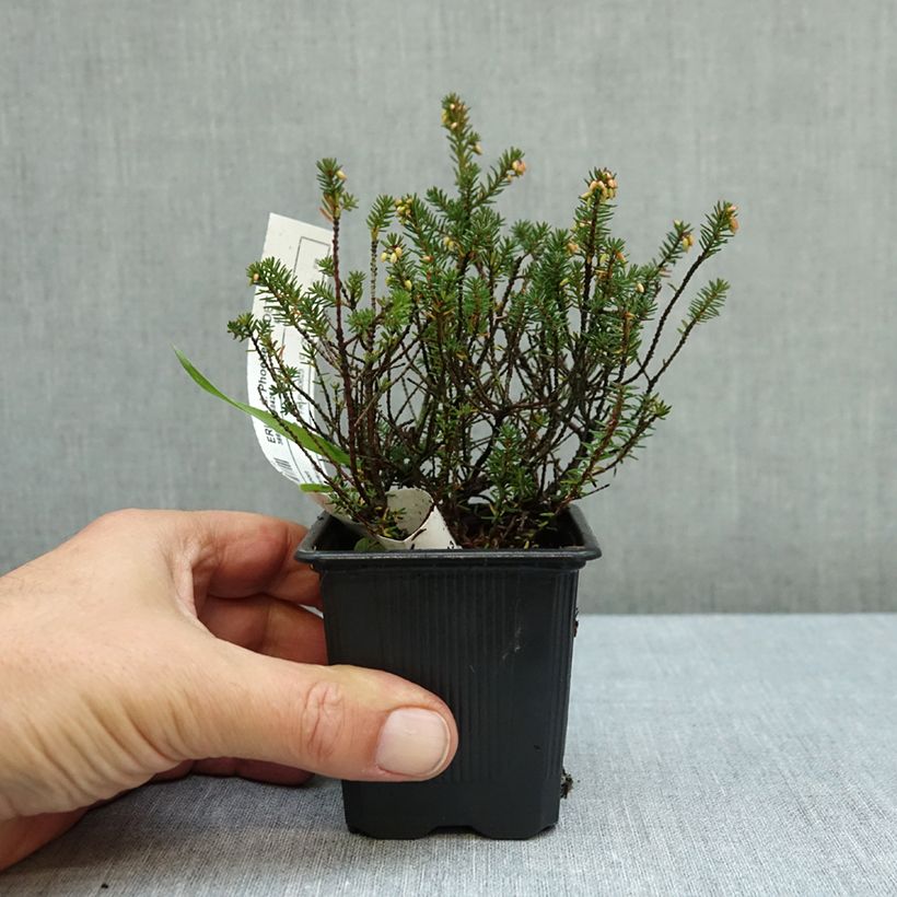 Erica darleyensis Winter Belles Phoebe - Winter Heath 8/9 cm pot sample as delivered in autumn