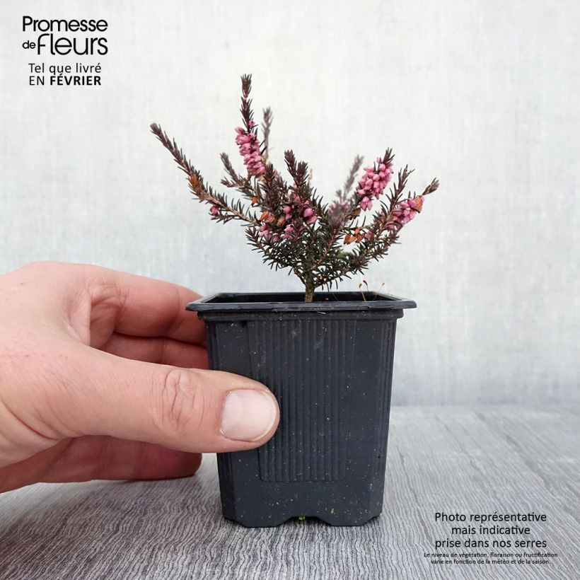 Erica  darleyensis Winter Belles PhoebeWinter Heath 8/9 cm pot sample as delivered in winter
