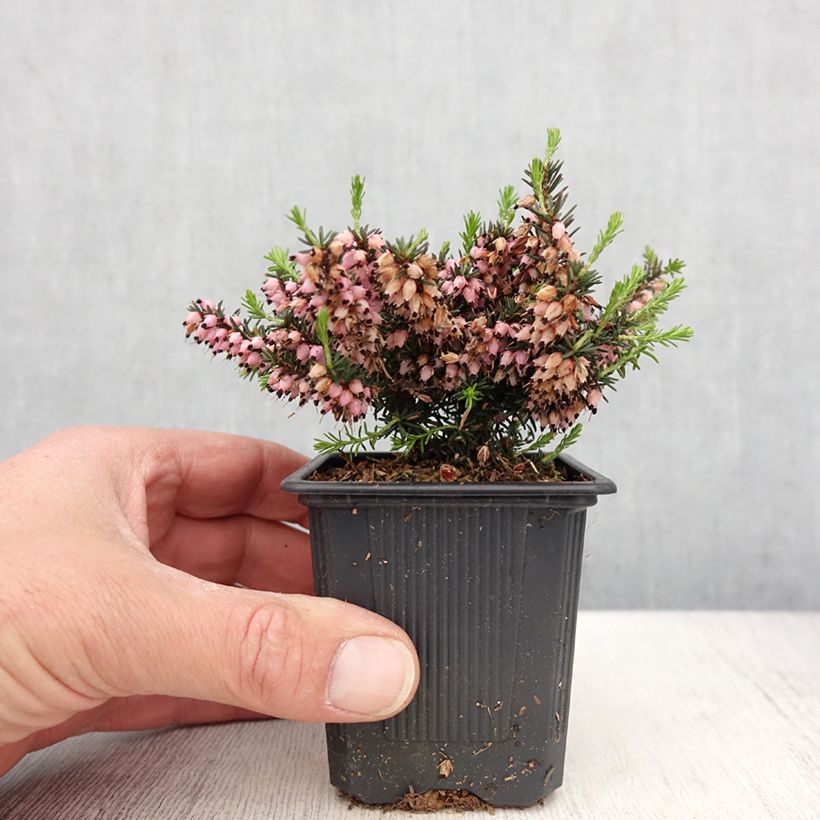 Erica  darleyensis Winter Belles PhoebeWinter Heath 8/9 cm pot sample as delivered in spring