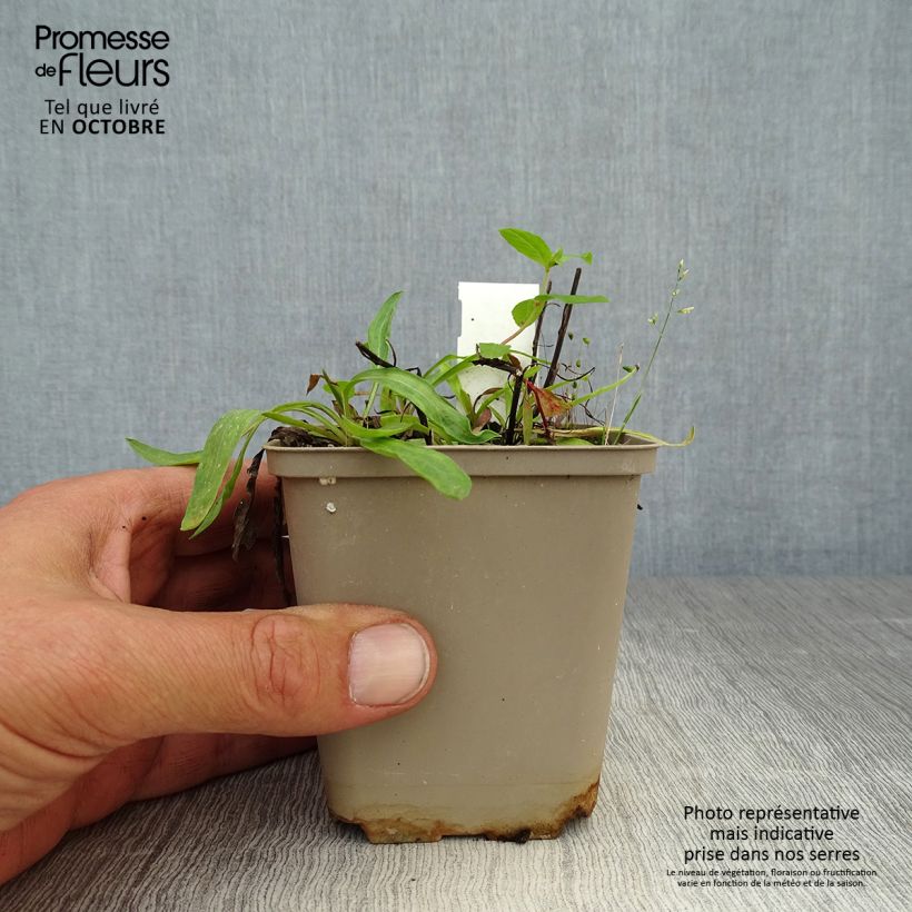 Erigeron Dunkelste Aller 8/9 cm pot sample as delivered in autumn