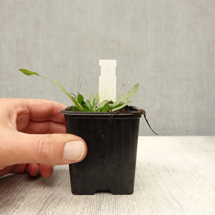 Erigeron Foersters Liebling 8/9 cm pot sample as delivered in autumn