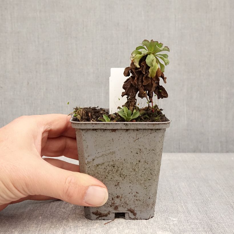 Erigeron glaucus Sea Breeze 8/9 cm pot sample as delivered in winter