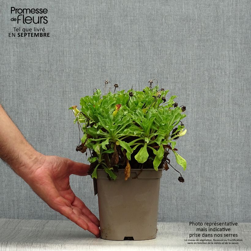 Erigeron glaucus Sea Breeze 2L/3L pot sample as delivered in autumn
