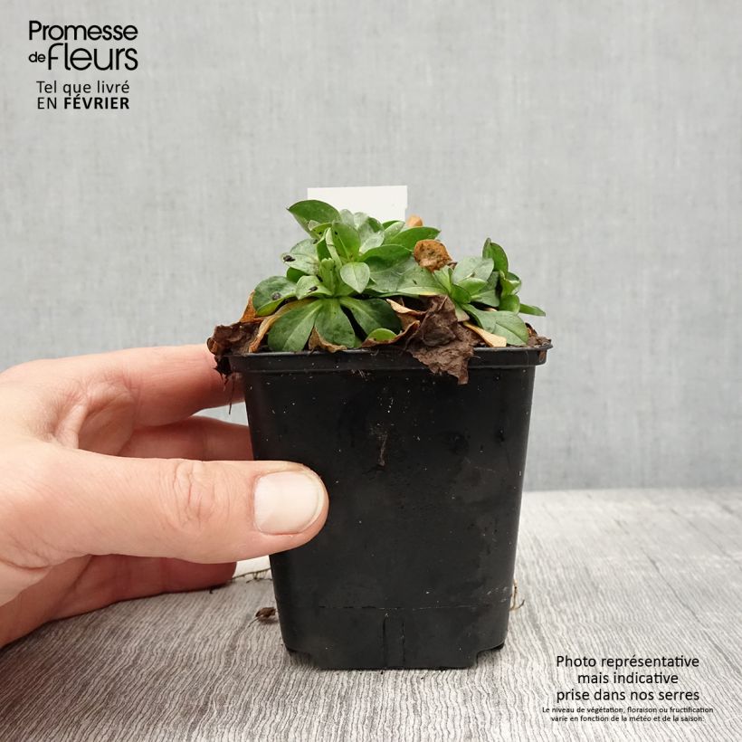 Erigeron glaucus 8/9 cm pot sample as delivered in winter