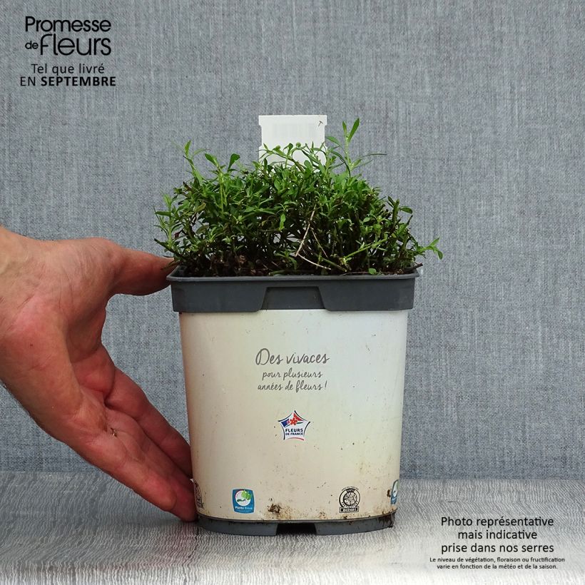 Erigeron karvinskianus 2L/3L pot sample as delivered in autumn
