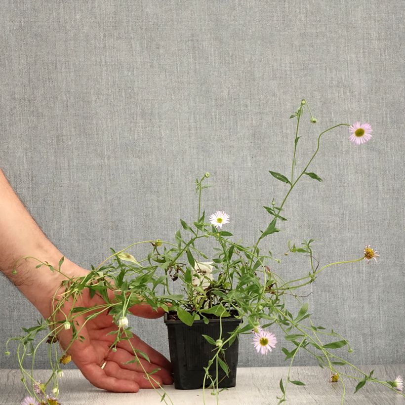 Erigeron karvinskianus Lavender Lady - Vergerette Godet de 8/9 cm sample as delivered in summer