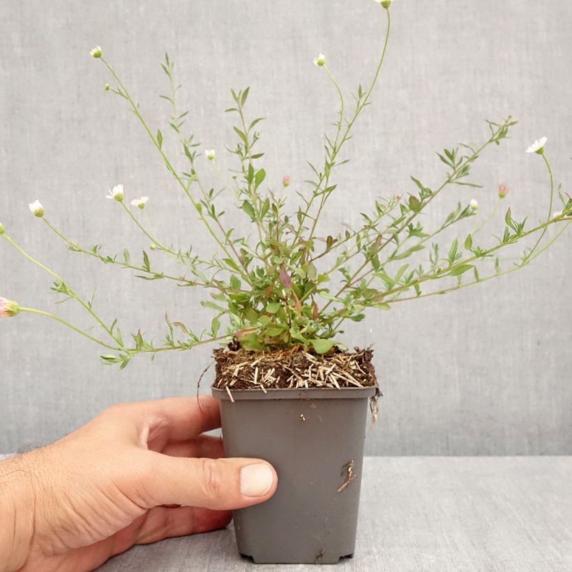 Erigeron karvinskianus 7/8 cm pot sample as delivered in autumn