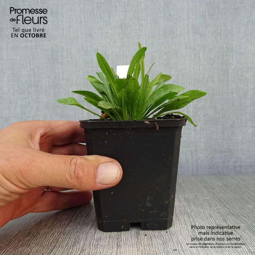Erigeron Professor Korodi 8/9 cm pot sample as delivered in autumn