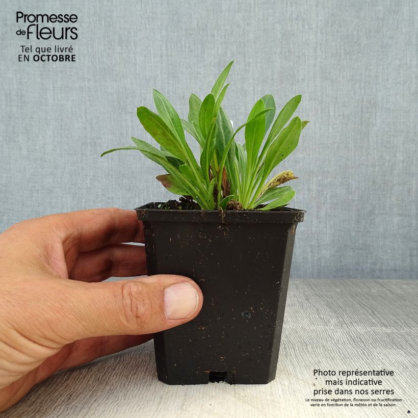 Erigeron speciosus Rosa Jewel 8/9 cm pot sample as delivered in autumn