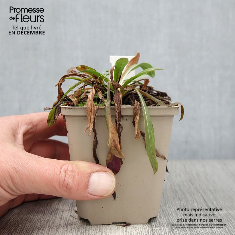 Erigeron Schwarzes Meer 8/9 cm pot sample as delivered in autumn