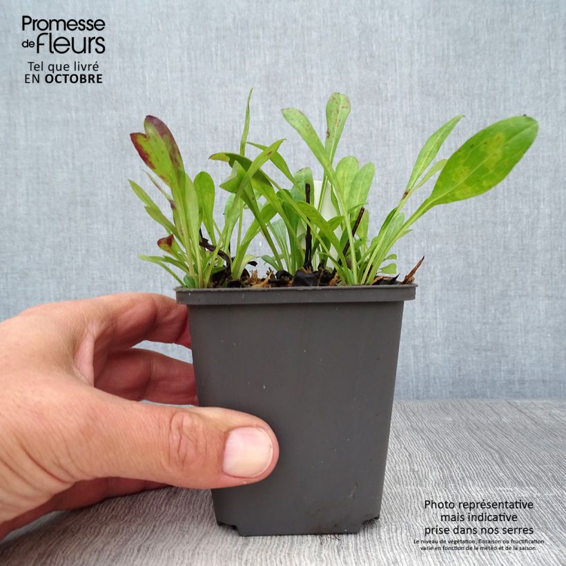 Erigeron speciosus Sommerneuschnee 8/9 cm pot sample as delivered in autumn