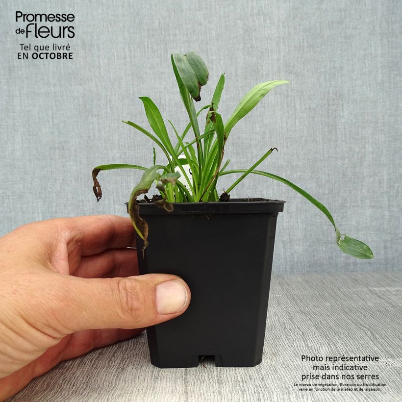 Erigeron Strahlenmeer 8/9 cm pot sample as delivered in autumn