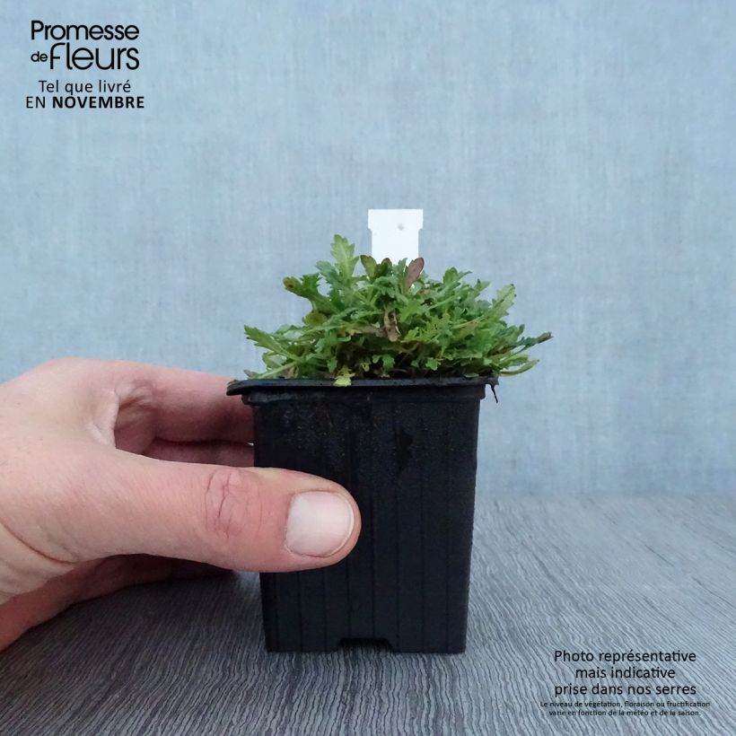 Erinus alpinus 8/9 cm pot sample as delivered in autumn