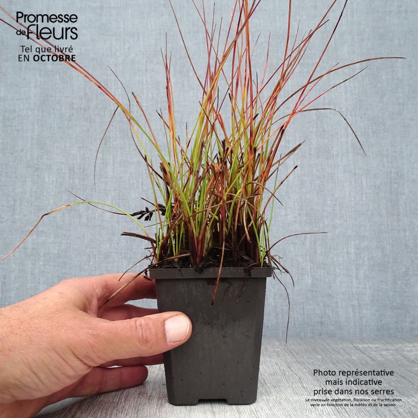 Eriophoron angustifolium 8/9 cm pot sample as delivered in autumn
