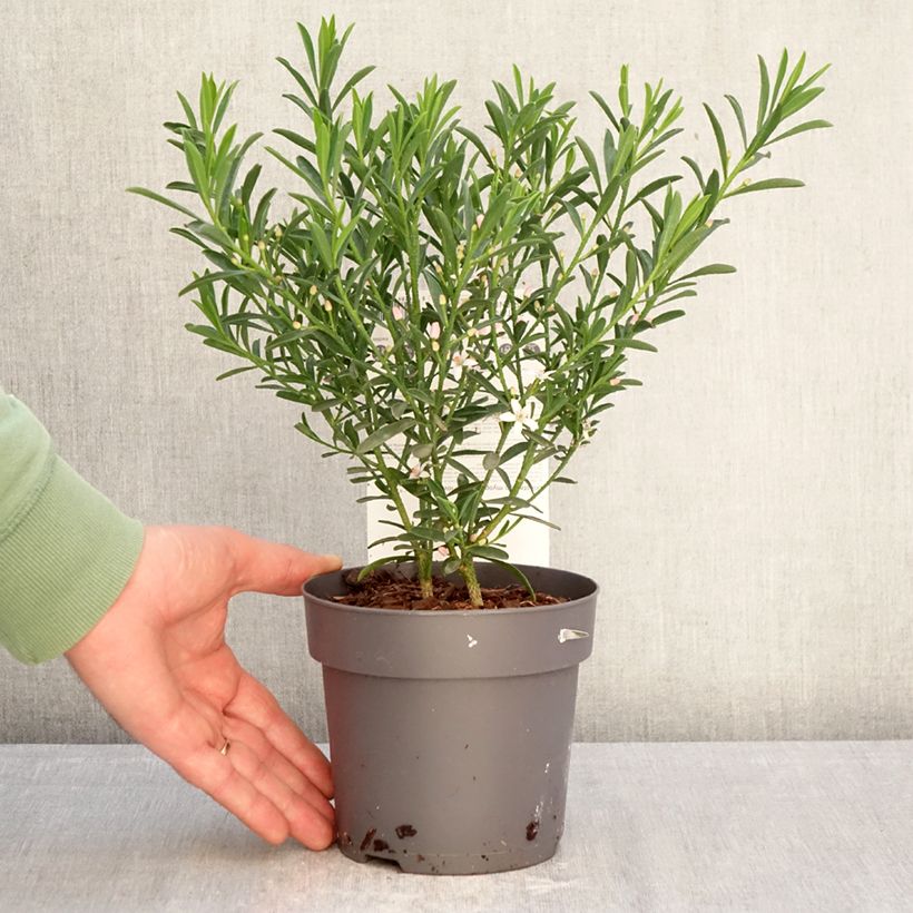 Philotheca myoporoides Flower Girl Pink - Eriostemon myoporoides 1L/1.5L pot sample as delivered in winter