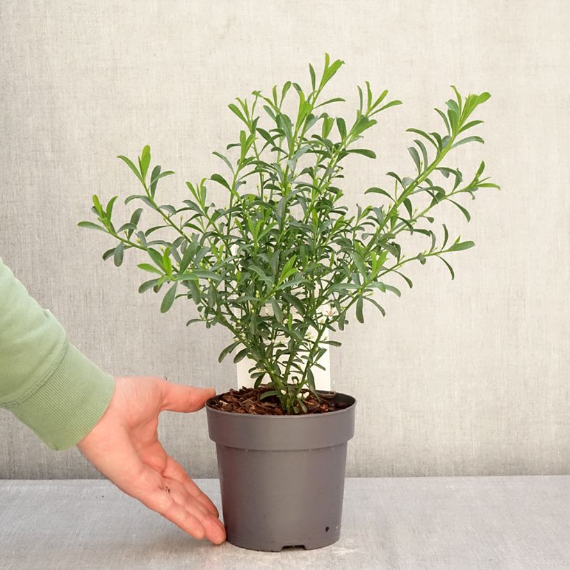 Philotheca myoporoides Flower Girl White 1L/1.5L pot sample as delivered in winter