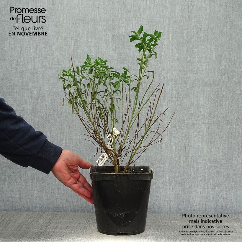 Eriostemon myoporoides 3L/4L pot sample as delivered in autumn