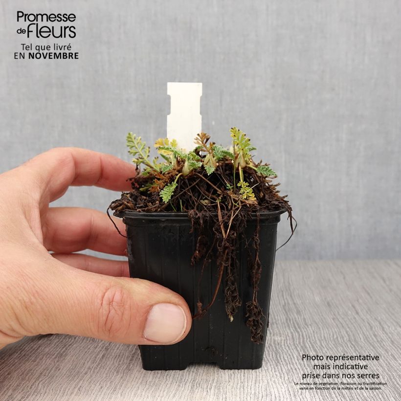 Erodium chrysanthum - Storksbill 8/9 cm pot sample as delivered in autumn