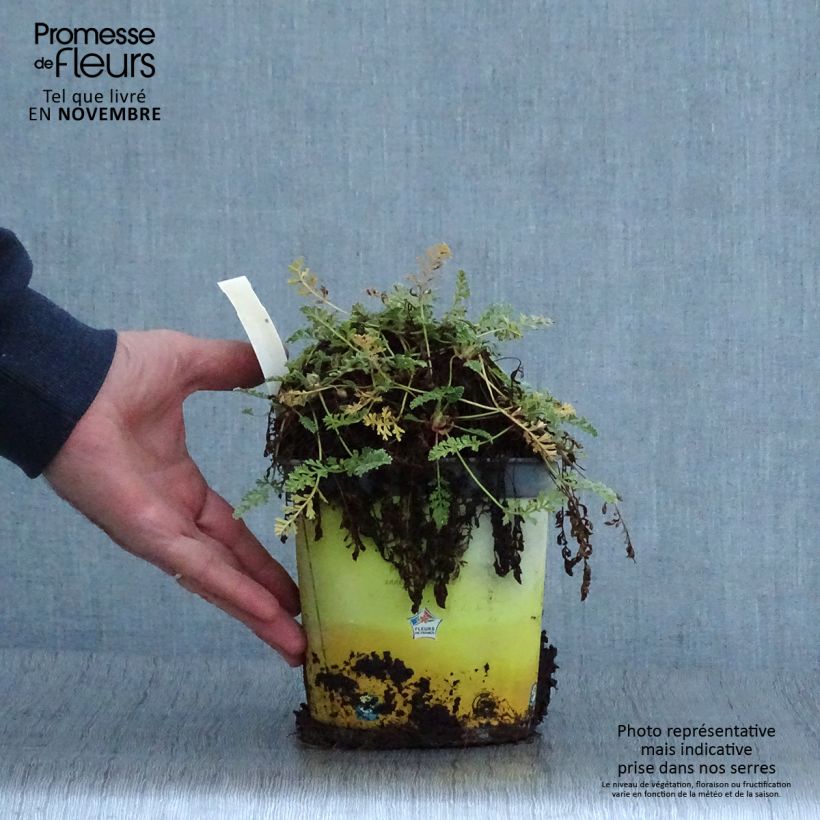 Erodium chrysanthum - Storksbill 2L/3L pot sample as delivered in autumn