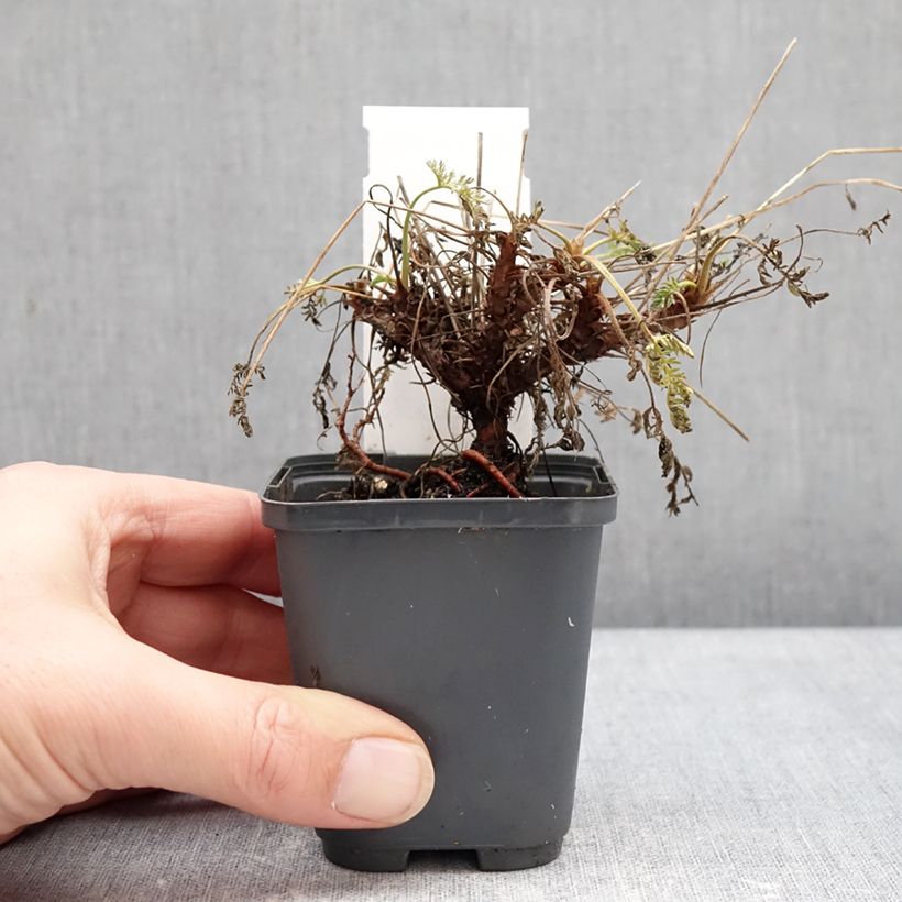 Erodium glandulosum Spanish Eyes - Storksbill 7/8 cm pot sample as delivered in winter