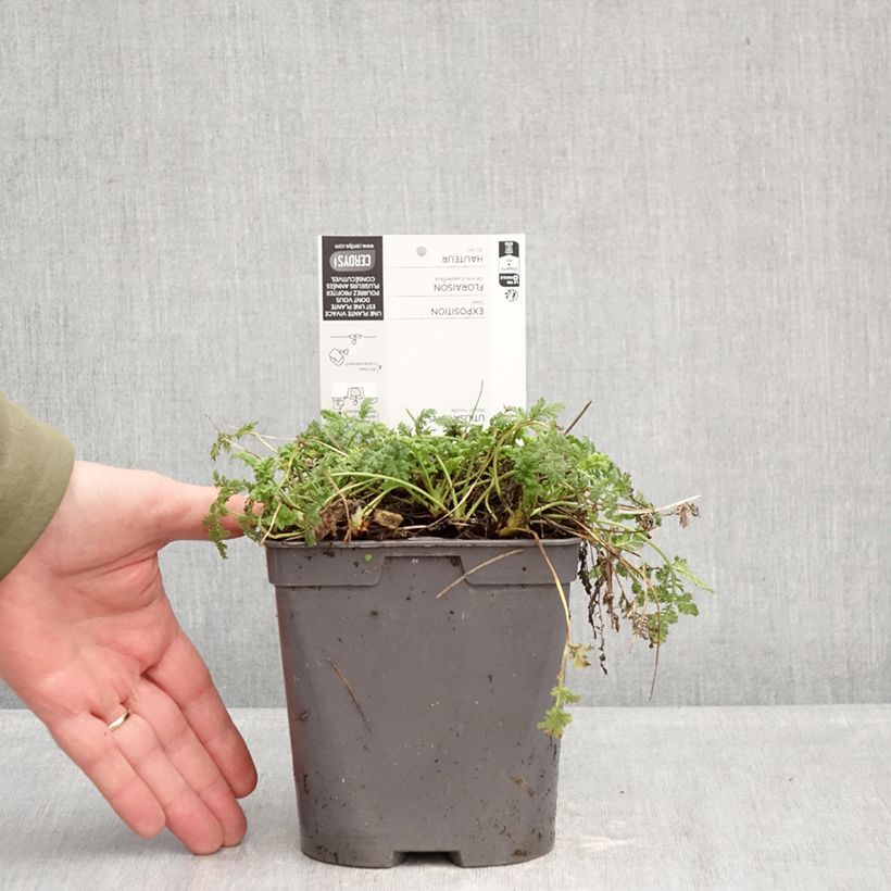 Erodium glandulosum Spanish Eyes - Storksbill 2L/3L pot sample as delivered in winter