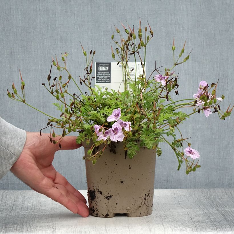 Erodium glandulosum Spanish Eyes - Storksbill 2L/3L pot sample as delivered in summer
