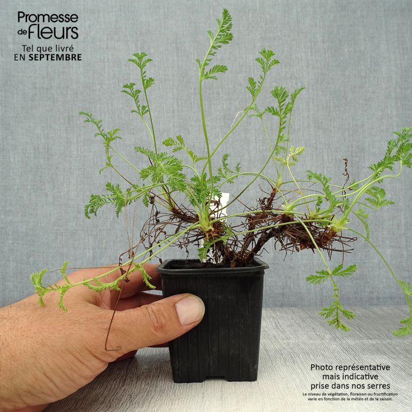Erodium Stephanie - Storksbill 8/9 cm pot sample as delivered in autumn